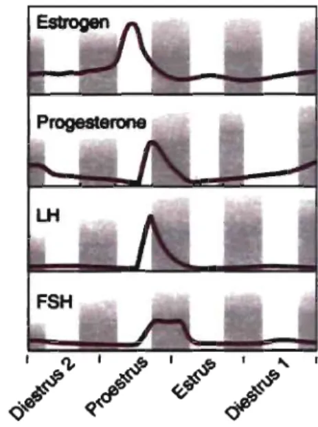 Figure 5 : Le cycle oestral chez les rongeurs. 