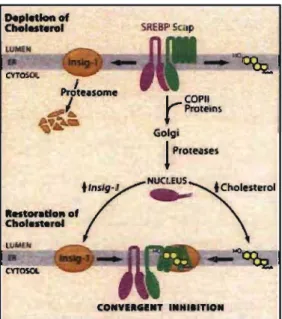 Figure 7: Contrôle d'Insig-l  par le cholestérol. 
