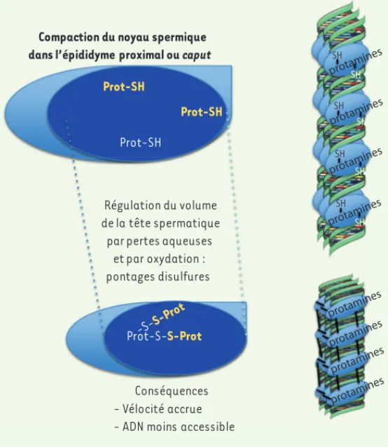 Figure 3. Condensation post-testiculaire du noyau sperma- sperma-tique. La compaction du noyau spermatique, qui débute lors  de la spermiogenèse testiculaire par le remplacement des  his-tones nucléosomales par les protamines, est poursuivie dans  la tête 