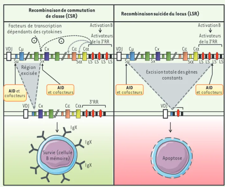 Figure 2.  Recombinaisons initiées  par AID sur le locus des chaînes  lourdes d’immunoglobulines