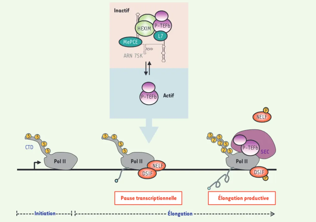 Figure 1. Contrôle de l’activité de P-TEFb et élongation de la transcription. P-TEFb existe sous deux formes en équilibre dynamique dans les cellules  humaines