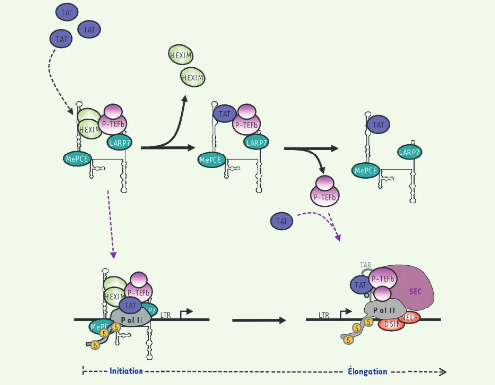 Figure 2. Libération de la fraction inactive de P-TEFb par la protéine virale Tat. Tat lie l’ARN 7SK au niveau du site de liaison d’HEXIM1 et remplace  HEXIM1 au sein d’un complexe contenant P-TEFb et la RNP 7SK « cœur »