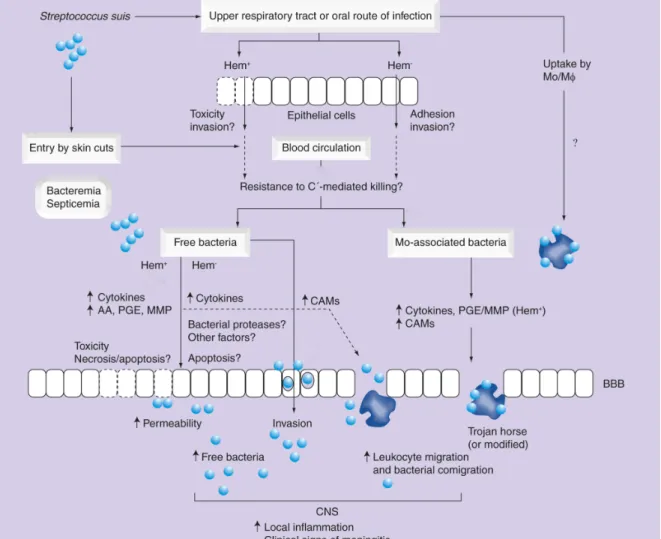 Figure 2. Hypothèses proposées pour les différentes étapes impliquées dans la pathogenèse de  la  méningite  due  à  S