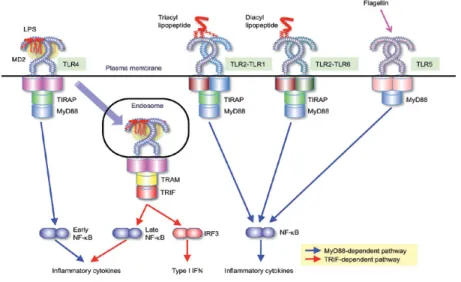 Figure  3.  Reconnaissance  des  PAMPS  par  les  TLRs  extracellulaires.  Le  LPS  engage  le  complexe  formé  par  le  TLR4  et  MD2