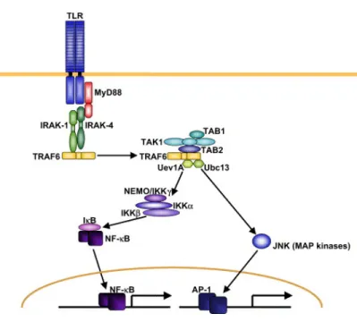 Figure  5.  Signalisation  MyD88-dépendante.  La  protéine  adaptatrice  MyD88  se  lie  à  la  portion  cytoplasmique  des  TLRs