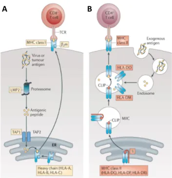 Figure  7 :  Mécanisme  de  présentation  des  antigènes  par  les  DCs.  A)  Les  antigènes  intracellulaires,  tels  que  les  virus  ou  les  antigènes  tumoraux,  sont  apprêtés  en  peptides  par  l’immunoprotéasome  composé  de  plusieurs  sous-unité