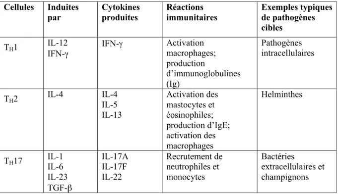 Tableau V : Sous-populations de lymphocytes T CD4 + .  Cellules  Induites  par  Cytokines produites  Réactions  immunitaires  Exemples typiques de pathogènes  cibles  T H 1  IL-12  IFN-γ  IFN- γ Activation  macrophages;  production  d’immunoglobulines  (Ig