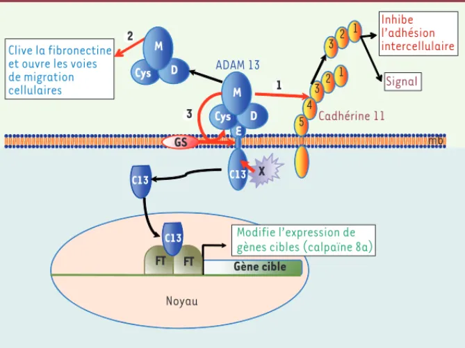 Figure 1. Représentation schématique des fonctions d’ADAM 13 nécessaires à la migration des  cellules de la crête neurale céphalique (CNCC)