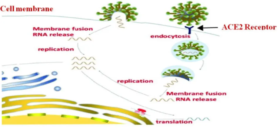 Figure 1. Membrane fusion and endocytosis mechanisms of viral cell entry