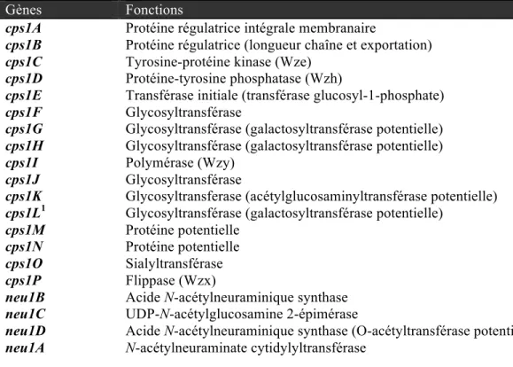 Tableau II. Fonctions des gènes du locus capsulaire du sérotype 1 