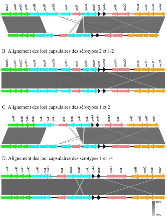 Figure  6.  Comparaison  génétique  des  loci  capsulaires  des  sérotypes  1,  1/2,  2  et  14