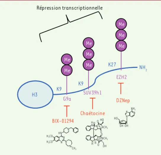 Figure 2. Inhibition pharmacologique de la méthylation amino-terminale de l’his- l’his-tone H3