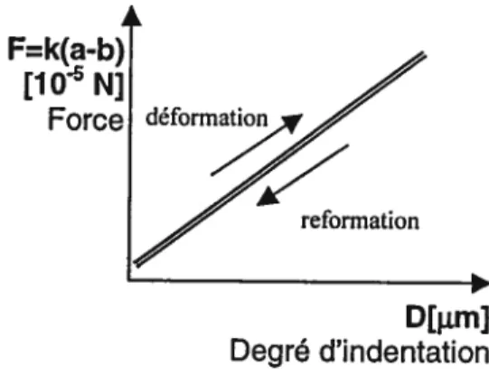 Figure 12: Graphique de la force (en Newtons) en fonction du degré d’indentation (en micromètres) dans te cas d’un objet parfaitement élastique.