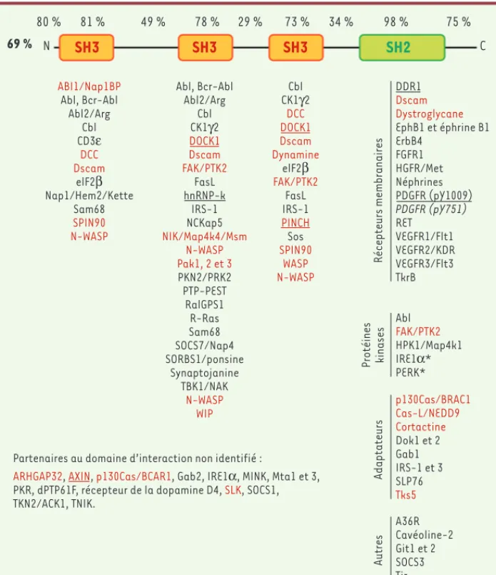 Figure 1. Nck et ses partenaires d’interaction. Représentation schématique de la structure des adap- adap-tateurs Nck1 et Nck2 et pourcentage d’identité entre les différentes régions de Nck1 (NP_006144.1) et  Nck2 (NP_001004720.1) déterminés par LALIGN (ww