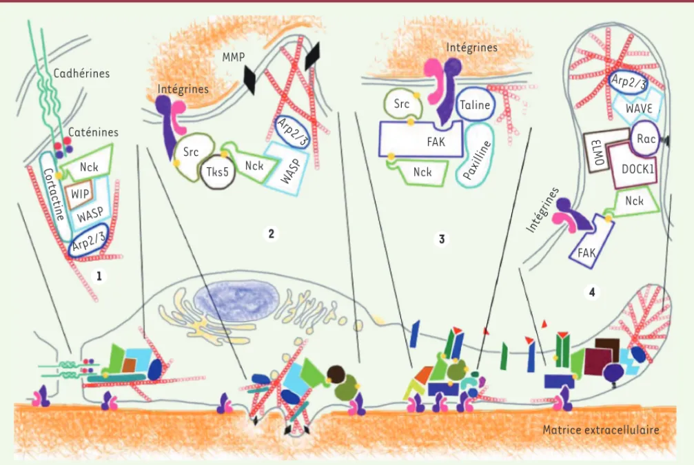 Figure 3. Nck et le cytosquelette d’actine. Représentation schématique de certains des complexes moléculaires associés à Nck et importants dans  la régulation du cytosquelette d’actine