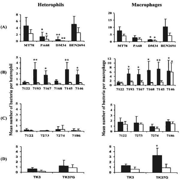 FIG. 1. Association of opsonized ( • ) and non-opsonized ( ) APEC with heterophils and macrophages