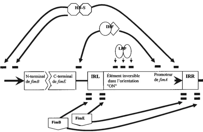Figure 1. Mécanismes de régulation de l’expression du fimbriae de type 1.