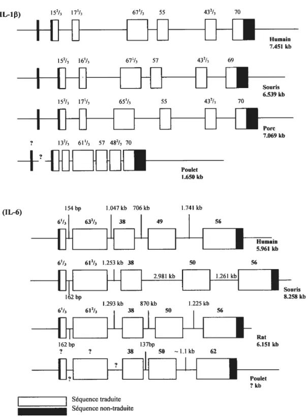Figure 5 : Comparaison entre les structures des gènes de IL-1f3 et de IL-6 aviaires avec celles des gènes de IL-l t et de IL-6 des mammifères (la même échelle est utilisée pour tous les gènes) (adaptée de Kaiser et al 2001)