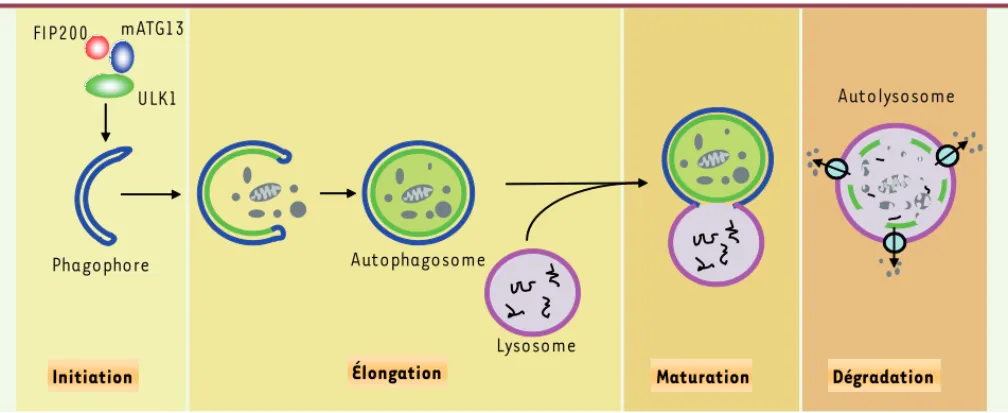 Figure 1. Schéma du processus d’autophagie. L’autophagie est initiée par la formation du phagosome par le complexe ULK1/mATG13/FIP200 et se poursuit par  une série d’étapes comprenant l’élongation du phagosome, la formation de l’autophagosome, la maturatio