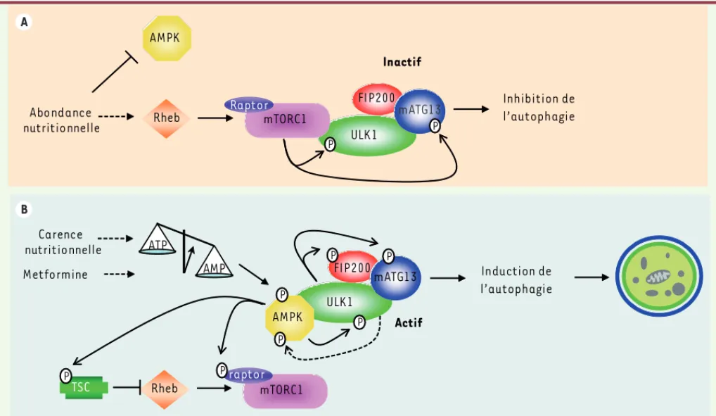 Figure 2. Régulation coordonnée de la phosphorylation de ULK1 par mTORC1 et AMPK. A. En présence de nutriments, l’inhibition de l’AMPK et la  phosphorylation de ULK1 et mATG13 par mTORC1 bloquent l’autophagie