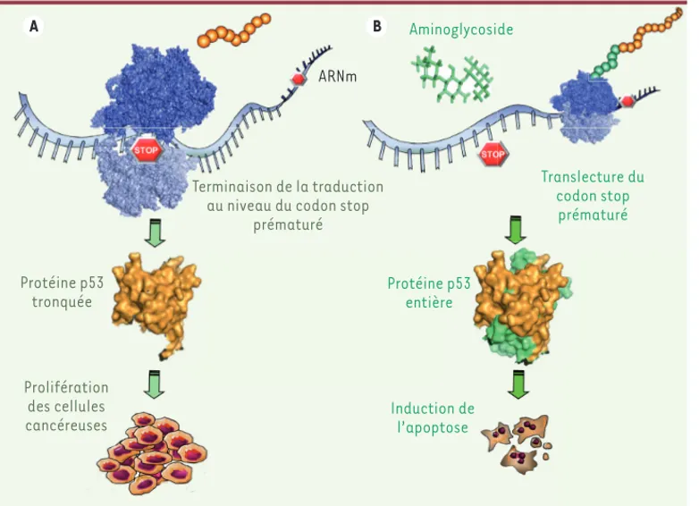 Figure 1. La réactivation du gène  p53 possédant une mutation  non-sens induit l’apoptose de  cellu-les cancéreuses en culture
