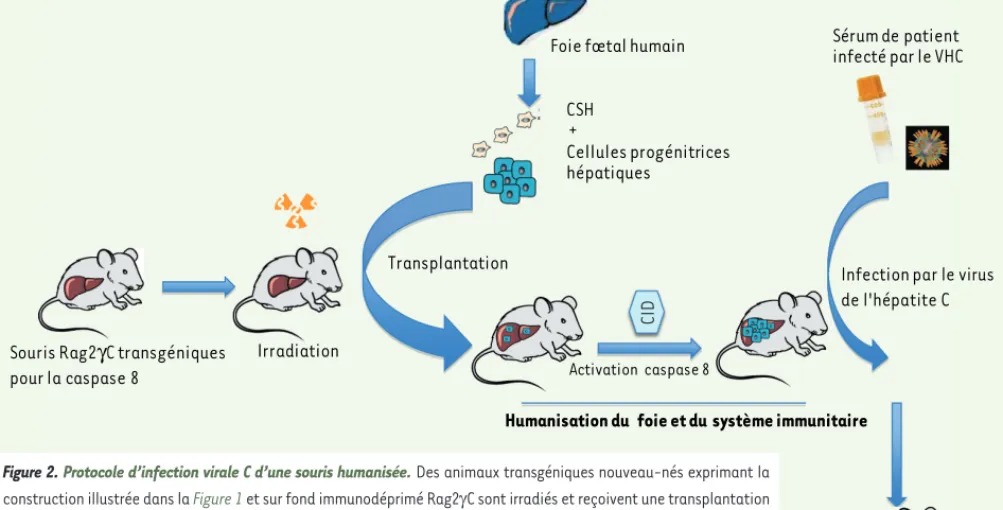 Figure 2. Protocole d’infection virale C d’une souris humanisée. Des animaux transgéniques nouveau-nés exprimant la  construction illustrée dans la Figure 1 et sur fond immunodéprimé Rag2C sont irradiés et reçoivent une transplantation  de cellules CD34 +