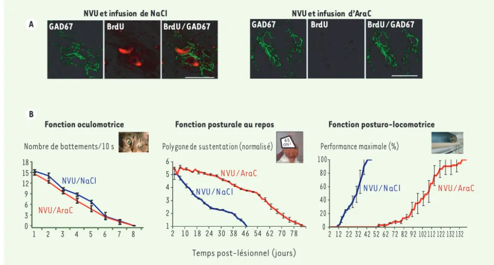 Figure 4. Illustration du rôle fonctionnel de la neurogenèse. A. Gauche : microphotographies illustrant de nouveaux neurones immunopositifs pour  la GAD67 (vert) et pour le BrdU (rouge) dans le noyau vestibulaire médian désafférenté d’un chat après neurect