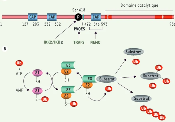 Figure 1. La protéine CYLD et le processus d’ubiquitination. A. Structure de la protéine CYLD