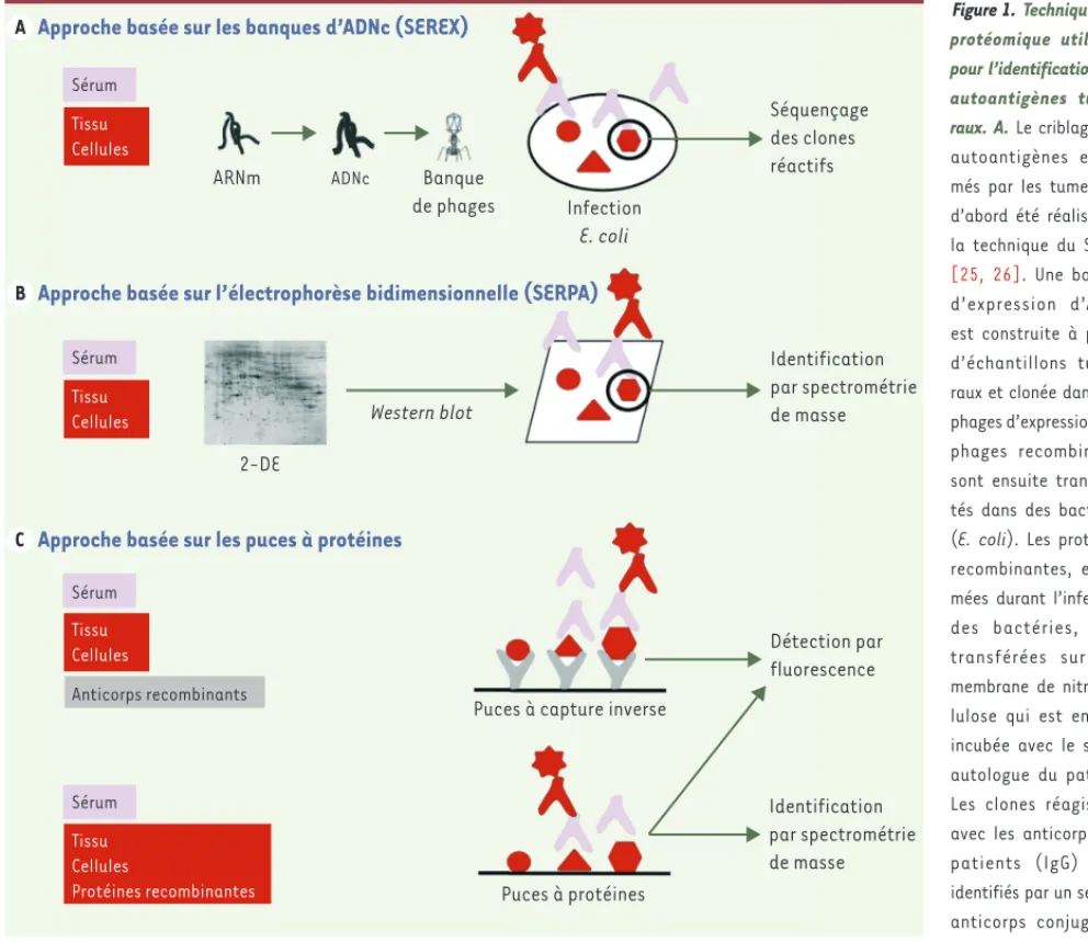 Figure 1. Techniques de  protéomique utilisées  pour l’identification des  autoantigènes  tumo-raux