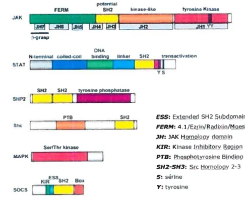 FIgure 5: Organisation structurale des composants de la voie de signalisation des cytokines de la famille de l’IL-6