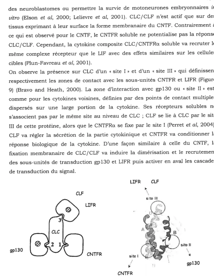 Figure 9 : Les sites d’interaction de CLC avec les chaînes réceptrices (Bravo and Heath, 2000; Perret et ai, 2004)