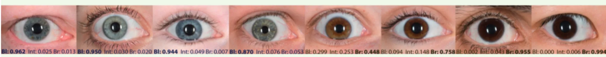 Figure 1. Prédiction de la couleur des yeux selon le système IrisPlex. Cette figure montre des yeux humains rangés selon la prédiction de couleur  fondée sur l’ADN et établie avec le système IrisPlex