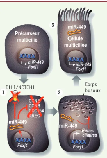 Figure 2. Modèle illustrant le rôle de miR-449 au cours de la multiciliogenèse. La multici- multici-liogenèse est initiée par l’acquisition de l’identité ciliaire