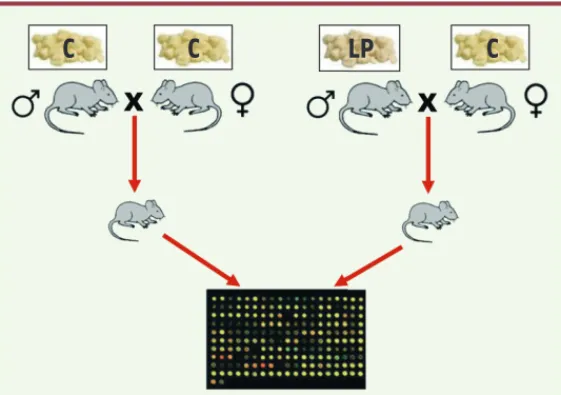 Figure 1. Modèle expérimental. Des souris mâles sont ali- ali-mentées soit avec une nourriture contrôle (C) soit avec  une nourriture pauvre en protéines (LP pour low protein)  du sevrage jusqu’à la maturité sexuelle (soit à l’âge de  8 semaines)