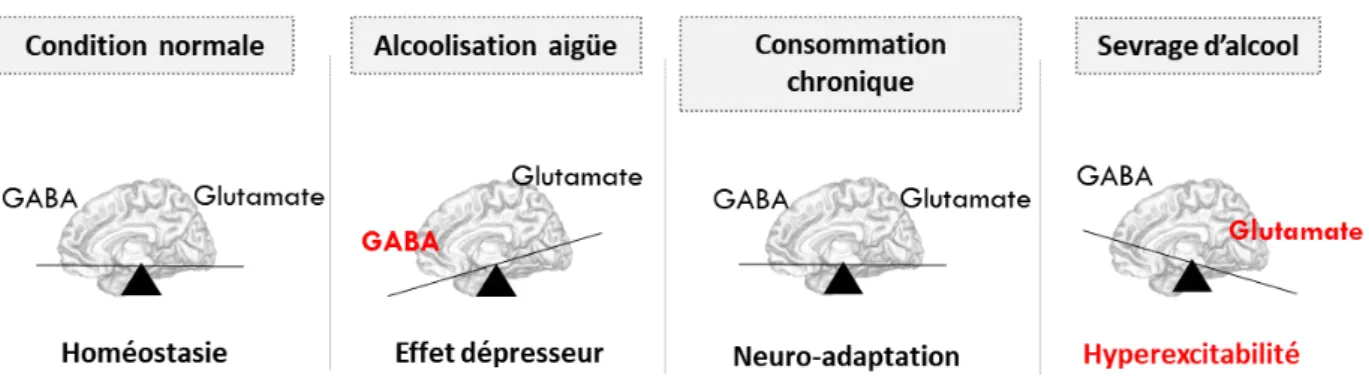 Figure 5 : Déséquilibre neurobiologique lié à la consommation d’alcool et au sevrage. 