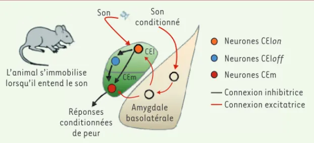 Figure 2. Nouveau modèle des circuits neuronaux amygdaliens impliqués dans le conditionne- conditionne-ment de peur