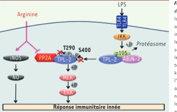 Figure 2.  L’arginine contrôle MEK/ERK en réponse au LPS  dans les macrophages via TPL-2