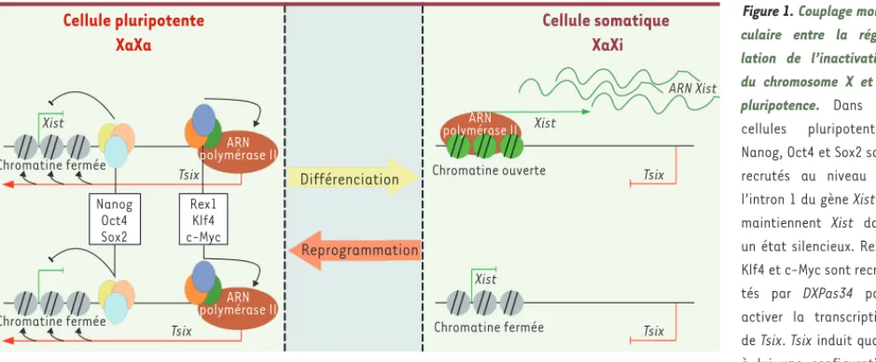 Figure 1. Couplage molé- molé-culaire entre la  régu-lation de l’inactivation  du chromosome X et la  pluripotence