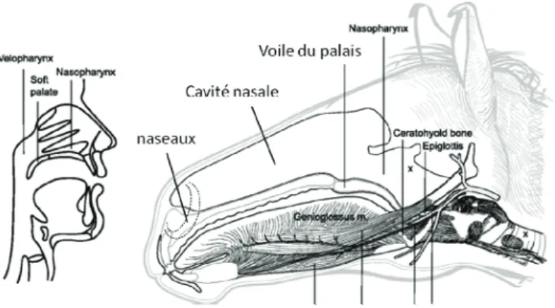 Figure 2. Anatomie comparée des voies supérieures chez l’homme et le cheval. 