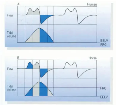 Figure 3. Respiration biphasique chez le cheval, comparaison avec l’homme.  