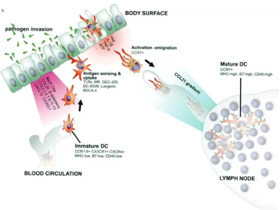Figure 8. Activation et recrutement des cellules dendritiques par les cellules épithéliales.