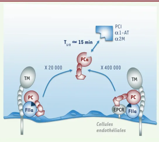 Figure 2. Activation de la protéine C. Les accélérations de la  réaction d’activation de la protéine C x 20 000 et x 400 000  s’entendent par rapport à la vitesse d’activation de la  pro-téine C par la thrombine (FIIa) en l’absence de cofacteur (TM  et/ou 