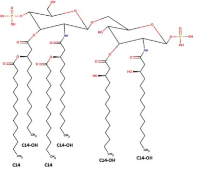 Figure  3.  Représentation  schématique  de  la  structure  du  lipide  A  d’A.  pleuropneumoniae  sérotype 1 adaptée de Zähringer, Lindner et al