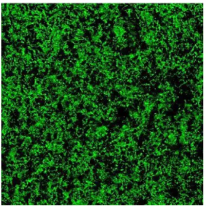 Figure 4. Observation par microscopie laser confocale du biofilm d’A. pleuropneumoniae 4074  après coloration au WGA-Oregon Green 488 qui se lie au PGA