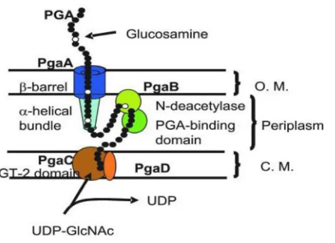 Figure 6. Modèle de synthèse du PGA chez E. coli et l’organisation des protéines PGA au niveau  de sa paroi (Itoh,  Rice et  al