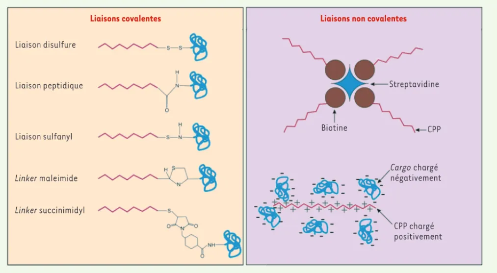 Figure 3. Les différents types de couplage des CPP aux cargos à internaliser. Les cargos peuvent être fixés aux CPP de façon non covalente ou par  réaction chimique via un linker, sauf dans le cas du pont disulfure.