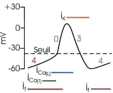 Figure  1 :  Potentiel  d'action  et  courants  ioniques  impliqués  dans  la  dépolarisation  d'une  cellule automatique du nœud sinusal  (Traduit de  Klabunde,  R.[lO])