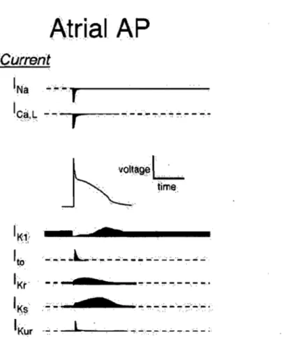Figure  2:  Potentiel  d'action  et  courants  ioniques  impliqués  dans  la  dépolarisation  d'un  cardiomyocyte auriculaire  (Tiré de Shah et aL  Circu12005;  112; 2517-2529 réimprimé avec permission  de LWW  [13])
