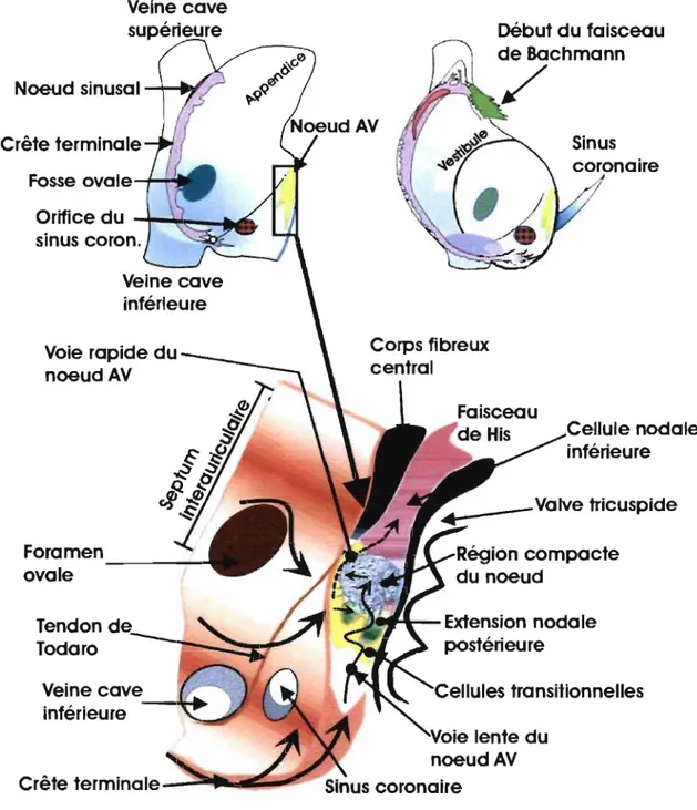 Figure 4 : Les schémas du haut de  la figure montrent les principales structures anatomiques 