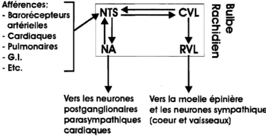 Figure  7 :  Différentes  structures et voies d'action du  bulbe  rachidien,  une  composante  du  système  nerveux  central,  impliquées  dans  le  contrôle  de  la  fonction  cardiaque  (Adapté  de  Armour et al